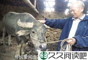 牛和主人