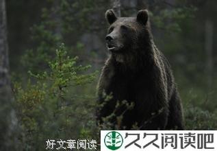 熊和木桩