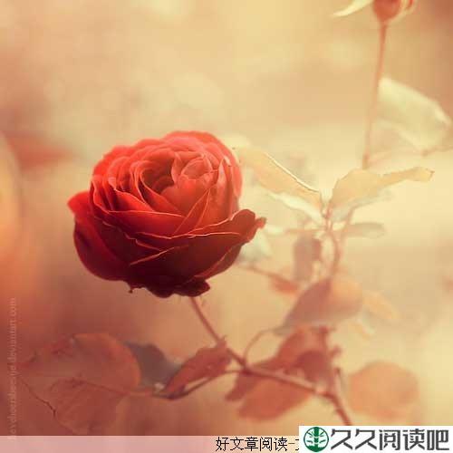 阿嬷的玫瑰花