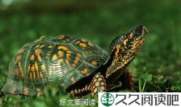 撑死在异乡的巴西乌龟