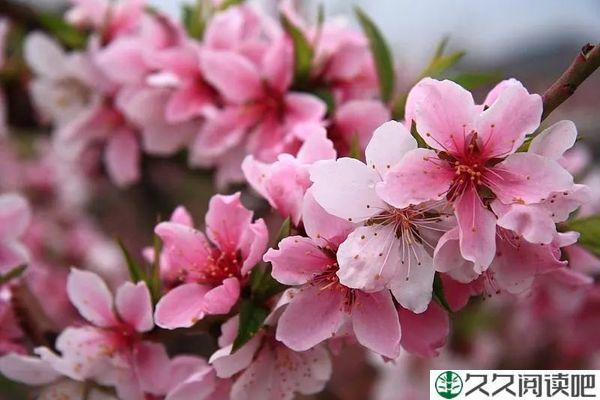 心中有花开，人生春常在