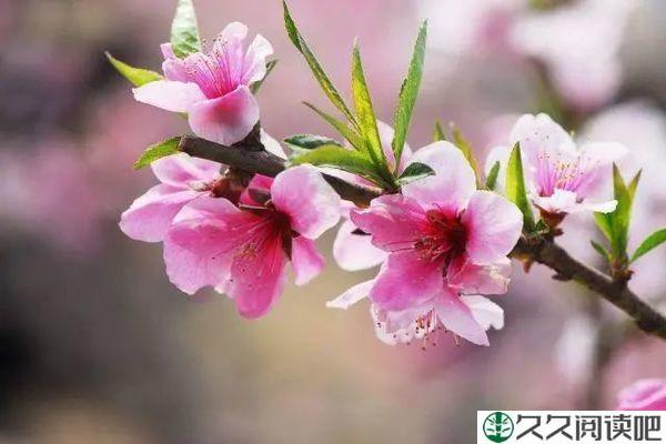 心中有花开，人生春常在