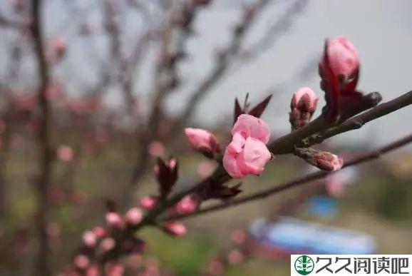 心中有花开，人生春常在