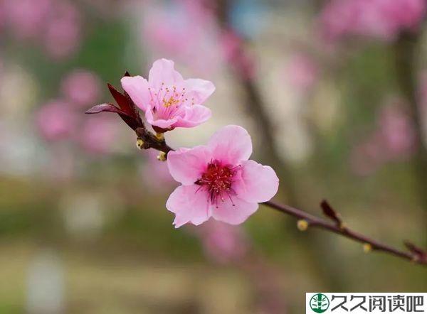 心中有花开，人生春常在