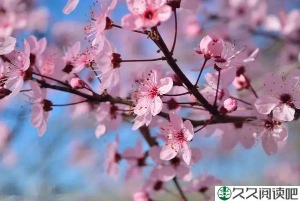 心中有花开，人生春常在