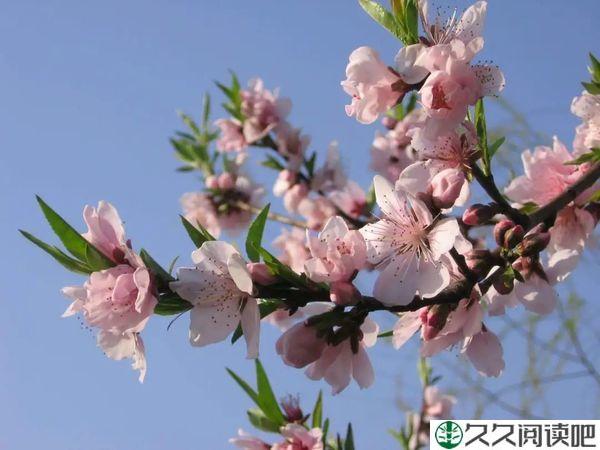 心中有花开，人生春常在