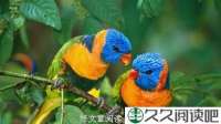 鹦鹉
