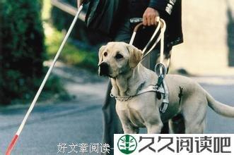 盲人与导盲犬