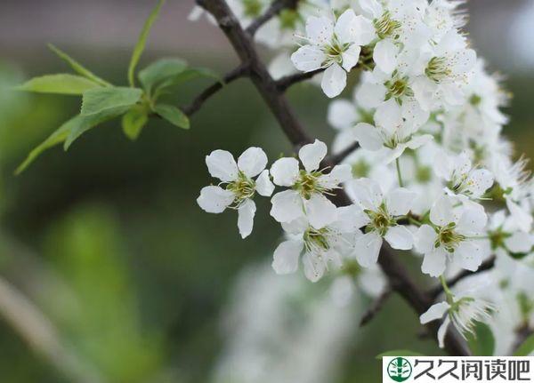 人生三种选择：放下、忘记和珍惜