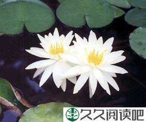 纯净的爱情