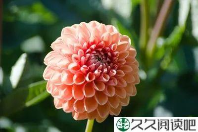 愿每一个春来处，你明媚如故