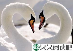 波娃忠贞不渝的爱