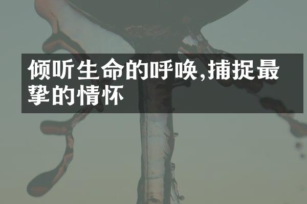 倾听生命的呼唤,捕捉最真挚的情怀