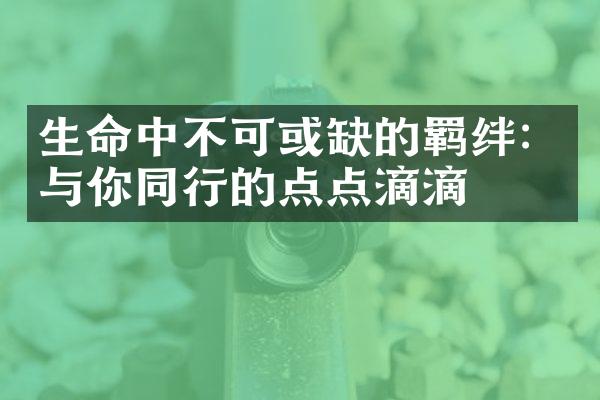 生命中不可或缺的羁绊:与你同行的点点滴滴