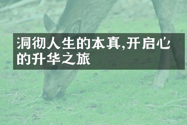 洞彻人生的本真,开启心灵的升华之旅