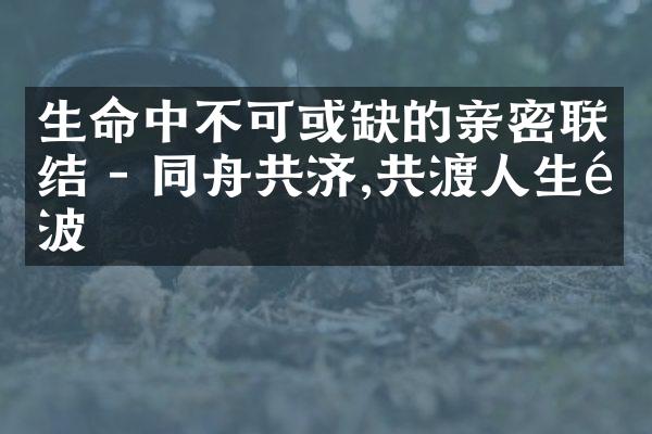 生命中不可或缺的亲密联结 - 同舟共济,共渡人生风波