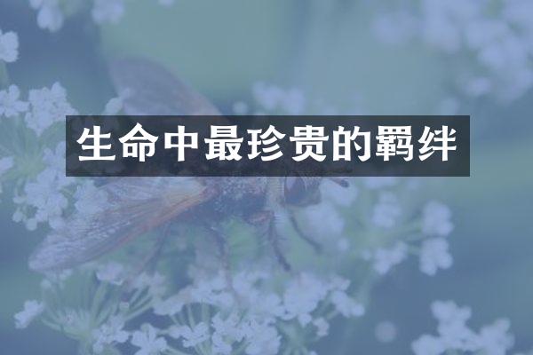 生命中最珍贵的羁绊