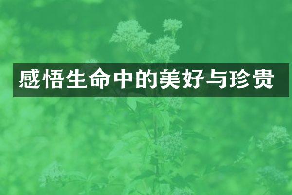 感悟生命中的美好与珍贵