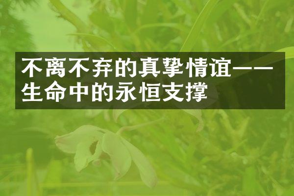 不离不弃的真挚情谊——生命中的永恒支撑