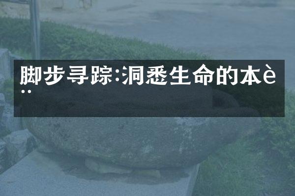 脚步寻踪:洞悉生命的本质