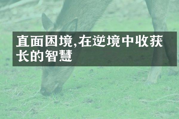 直面困境,在逆境中收获成长的智慧