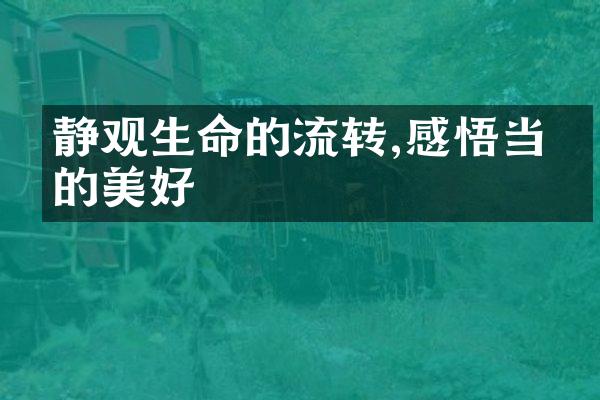 静观生命的流转,感悟当下的美好