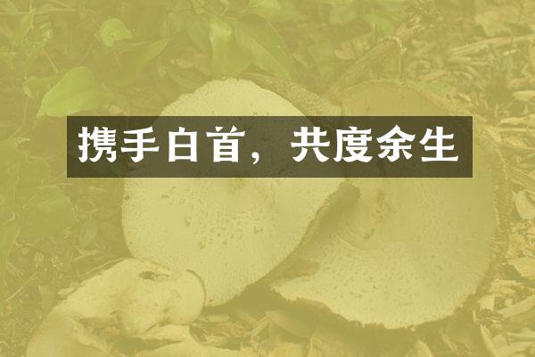 携手白首，共度余生