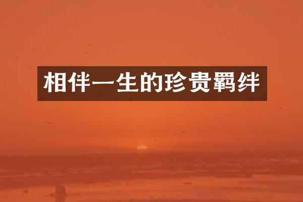 相伴一生的珍贵羁绊