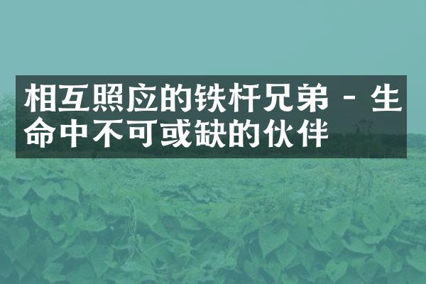 相互照应的铁杆兄弟 - 生命中不可或缺的伙伴