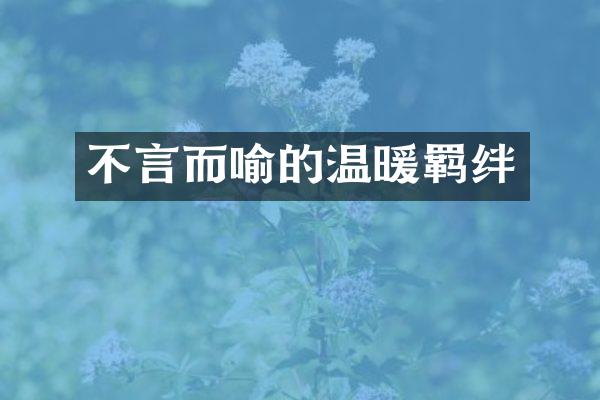 不言而喻的温暖羁绊