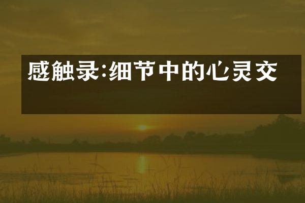 感触录:细节中的心灵交流