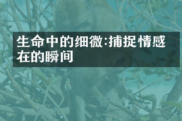生命中的细微:捕捉情感存在的瞬间